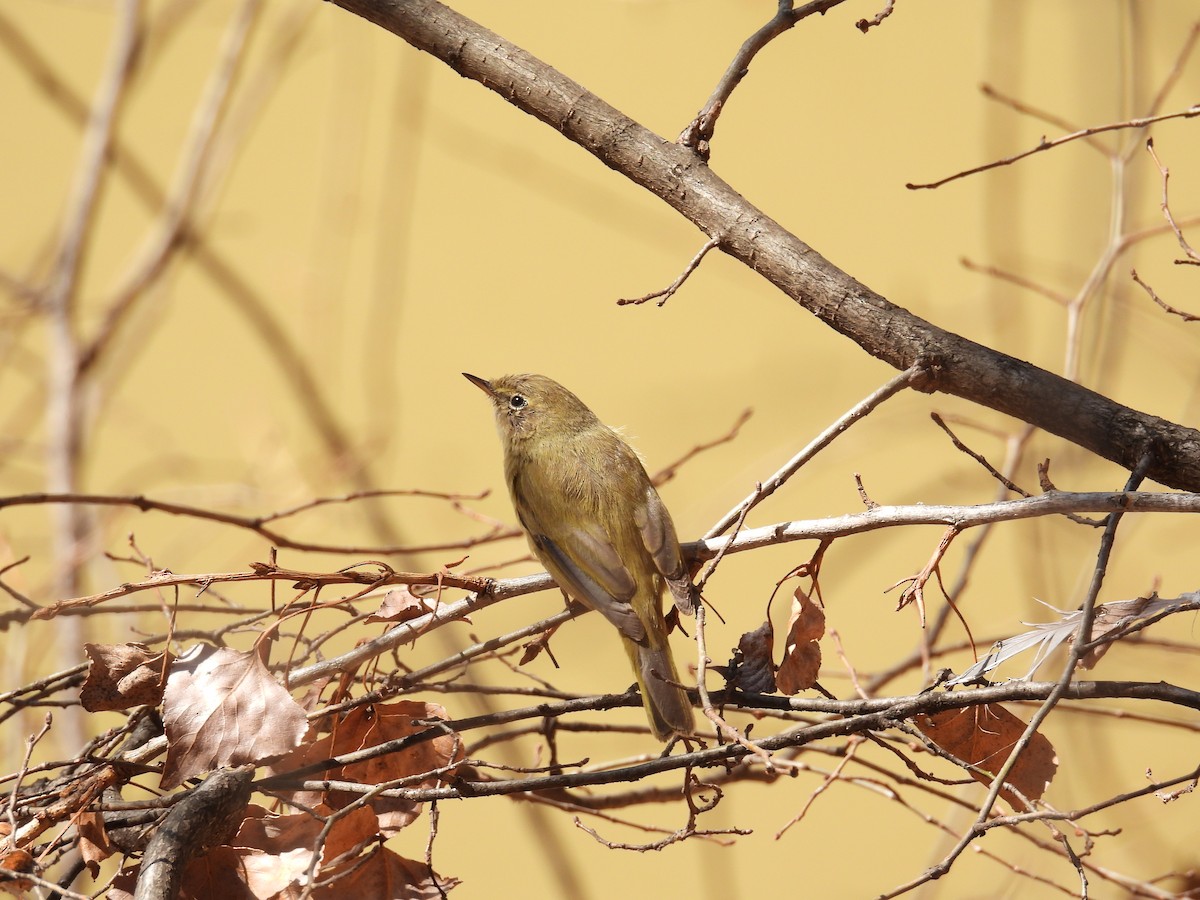 Common Chiffchaff - ML615872421