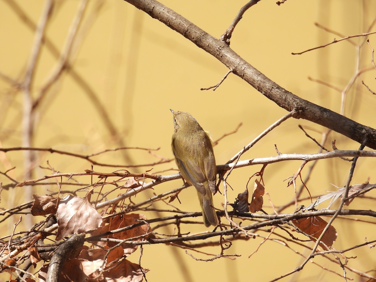 Common Chiffchaff - Jorge Ellis