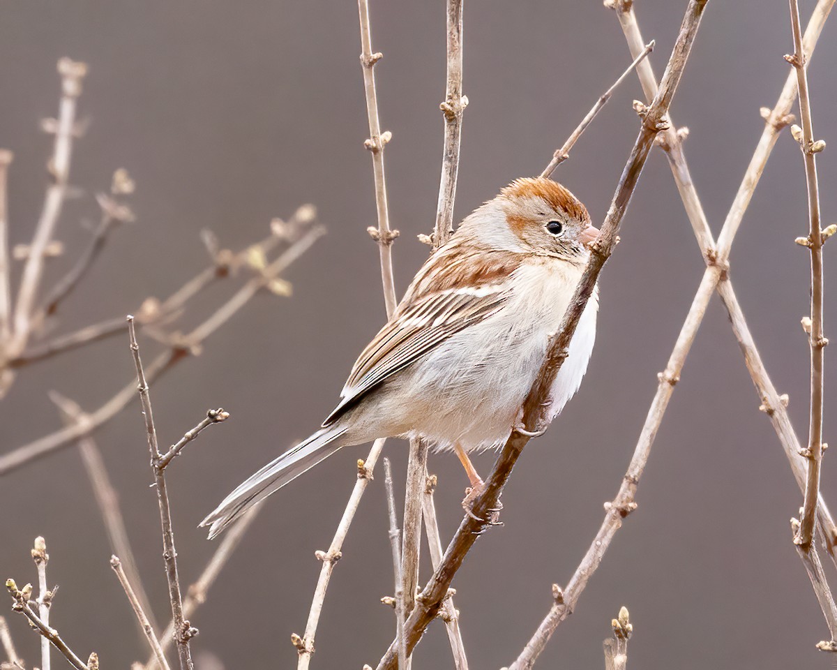 Field Sparrow - ML615872429