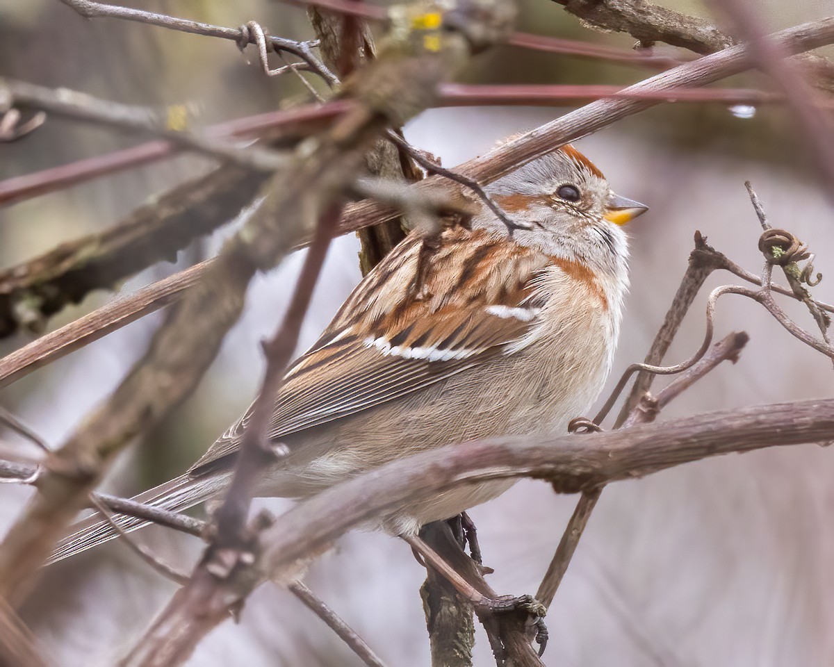 American Tree Sparrow - ML615872437