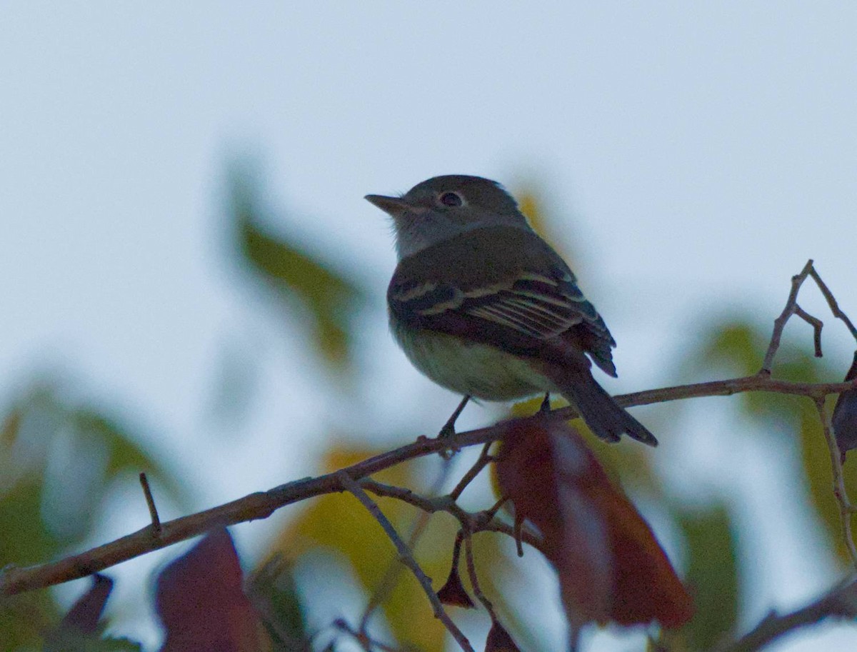 Least Flycatcher - ML615872495