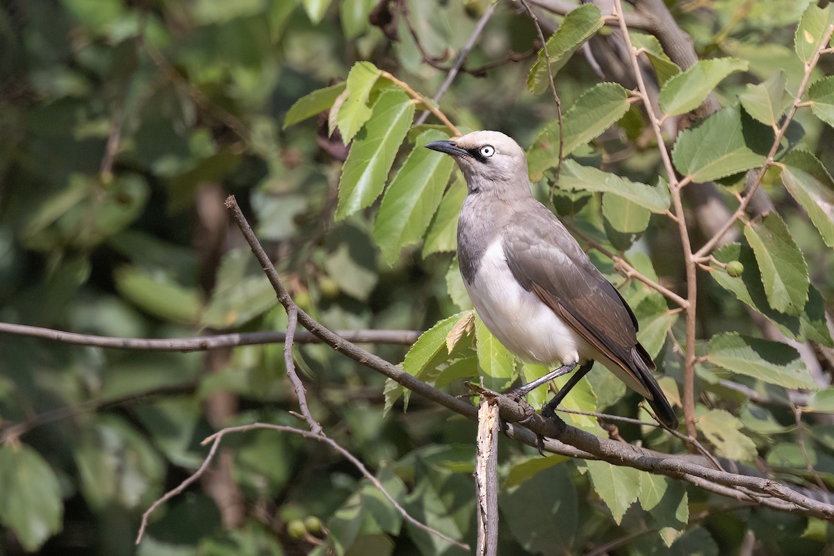 Fischer's Starling - ML615872497