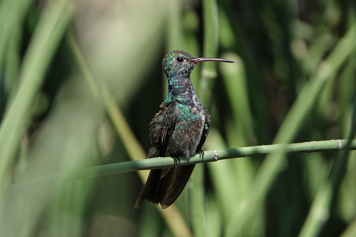 kolibřík honduraský - ML615872509