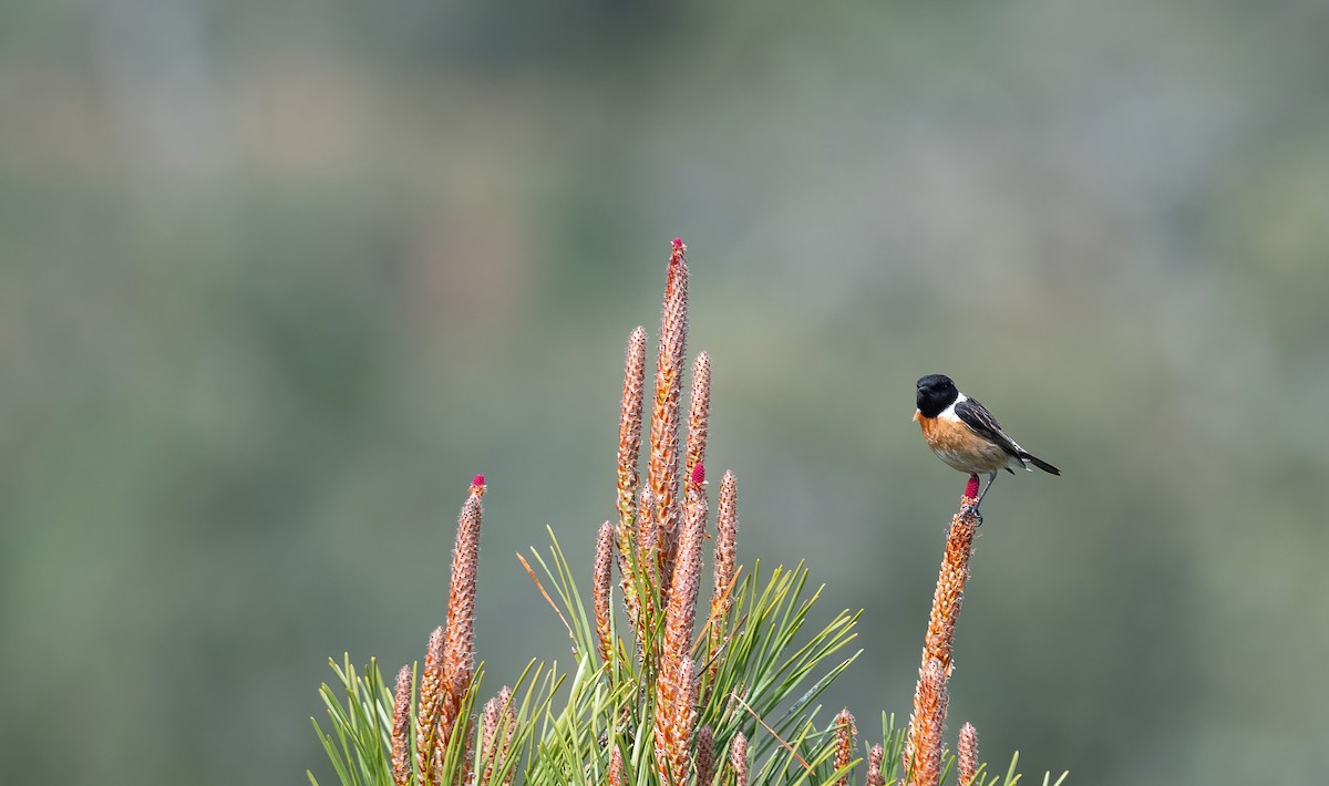 European Stonechat - ML615872527