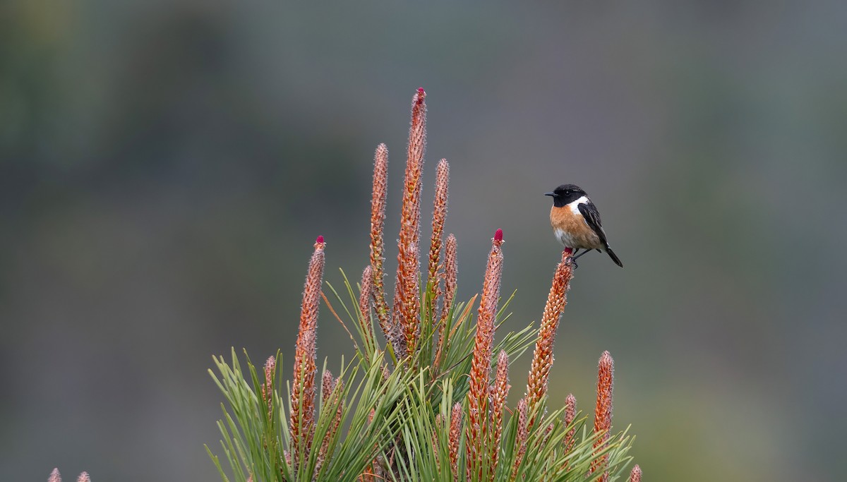 European Stonechat - ML615872529