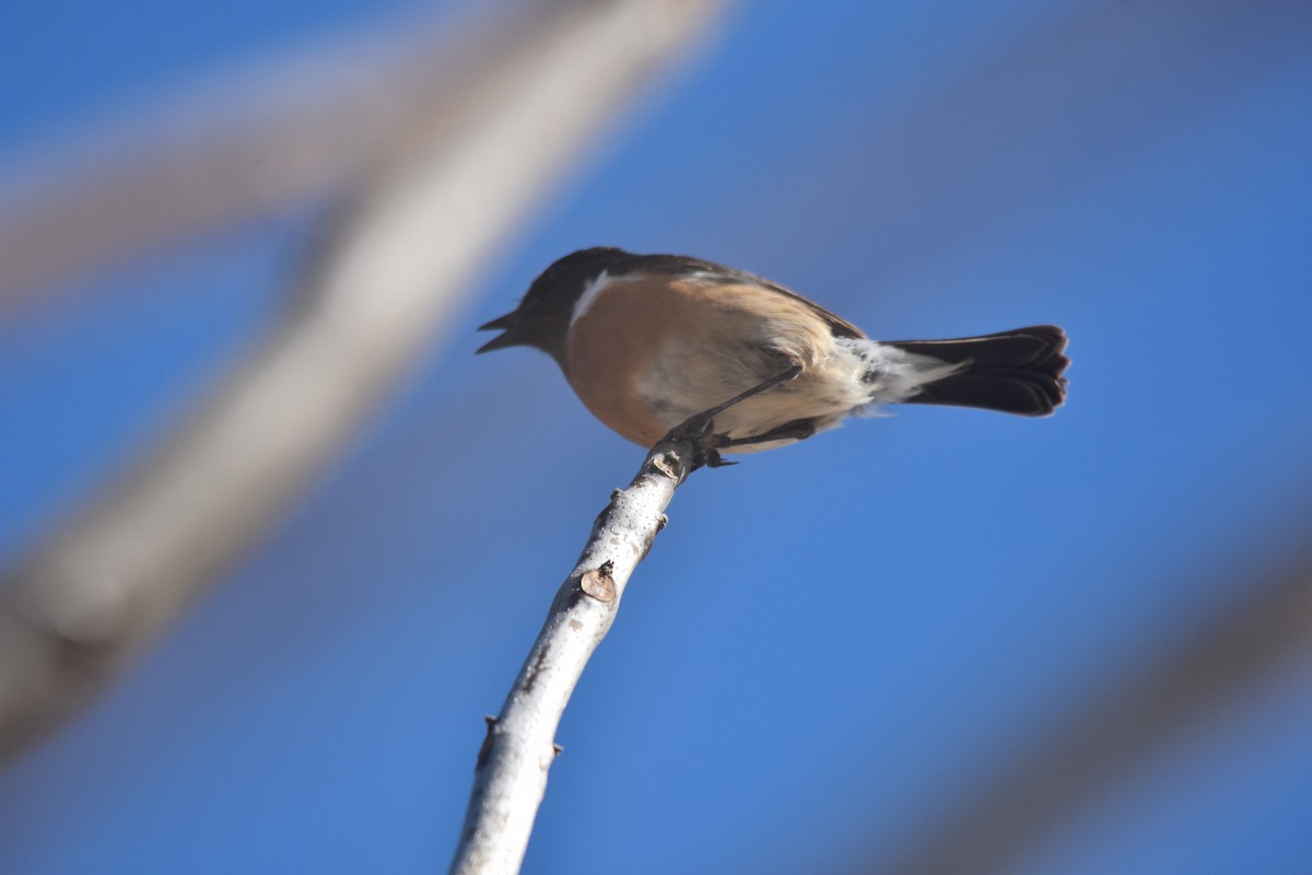 European Stonechat - ML615872539