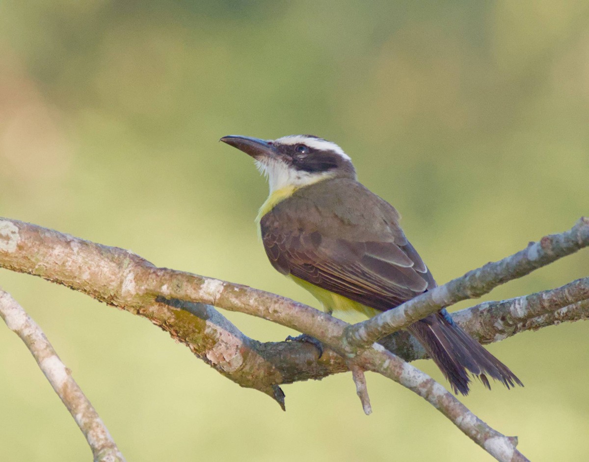 Boat-billed Flycatcher (Northern) - ML615872552