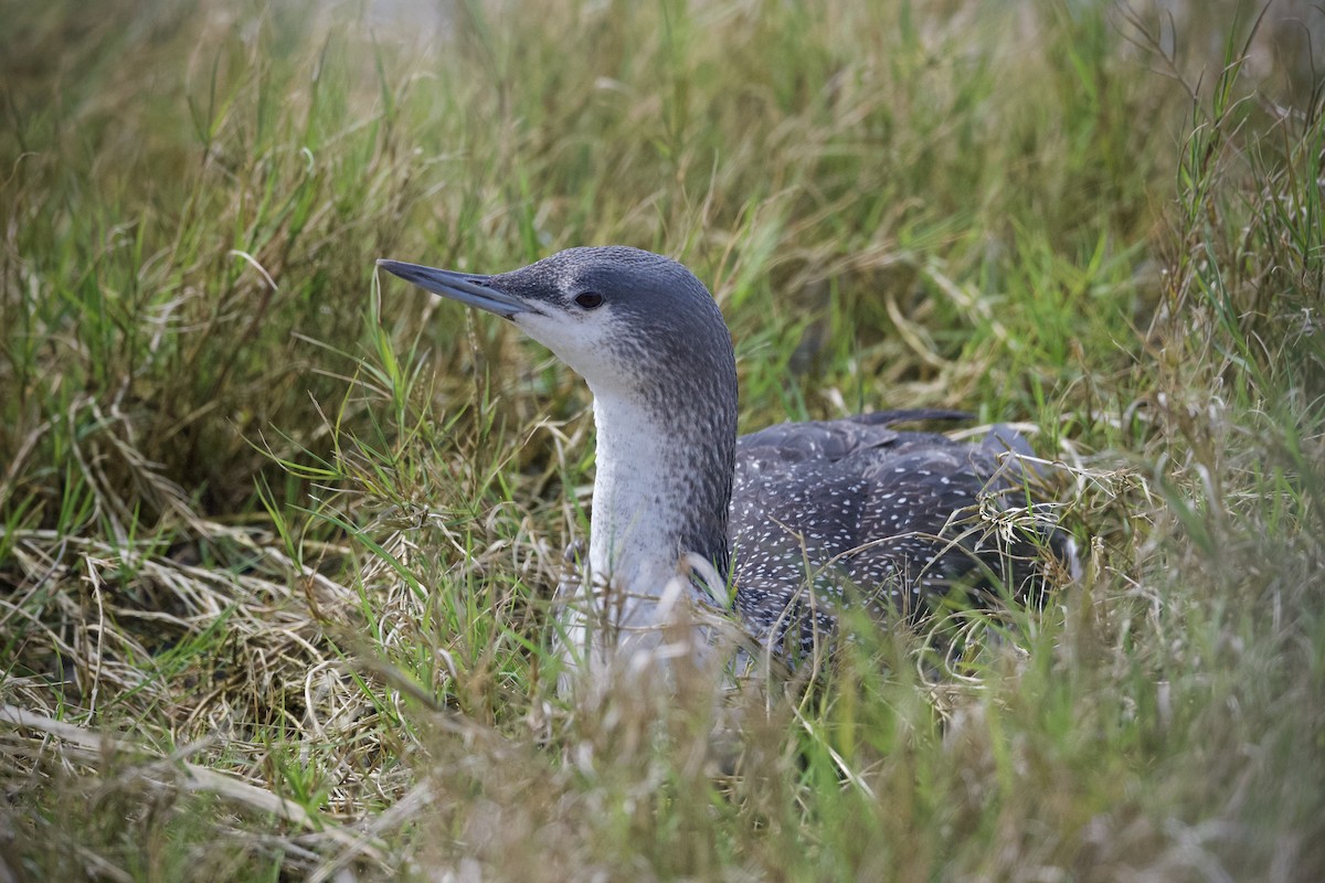 Red-throated Loon - ML615872564