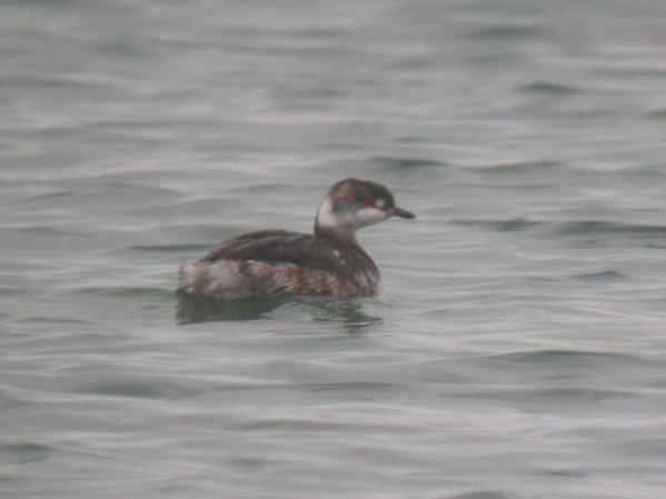 Horned Grebe - Antony Faure