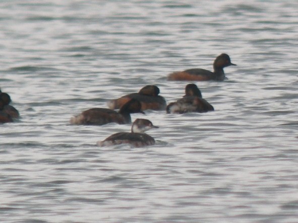 Horned Grebe - Antony Faure