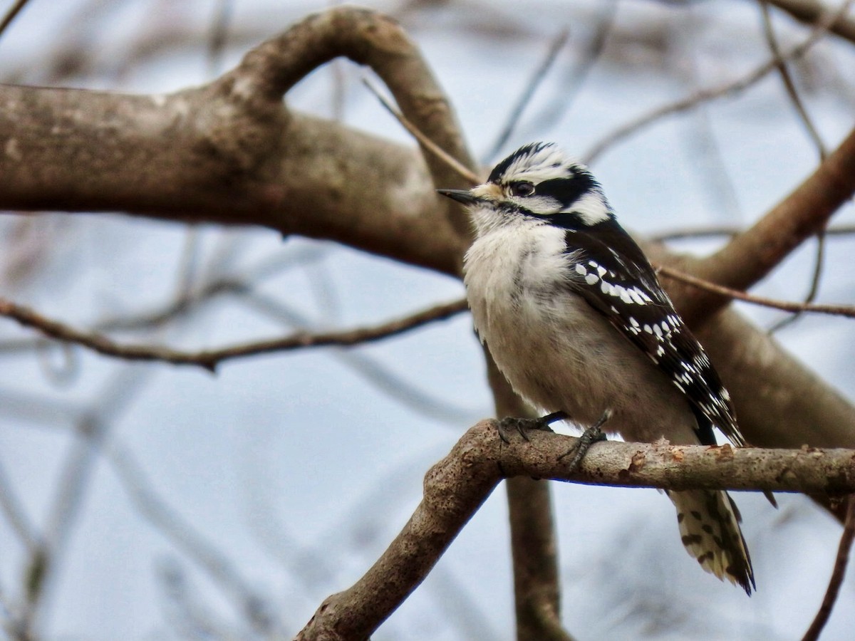 Downy Woodpecker - ML615872596