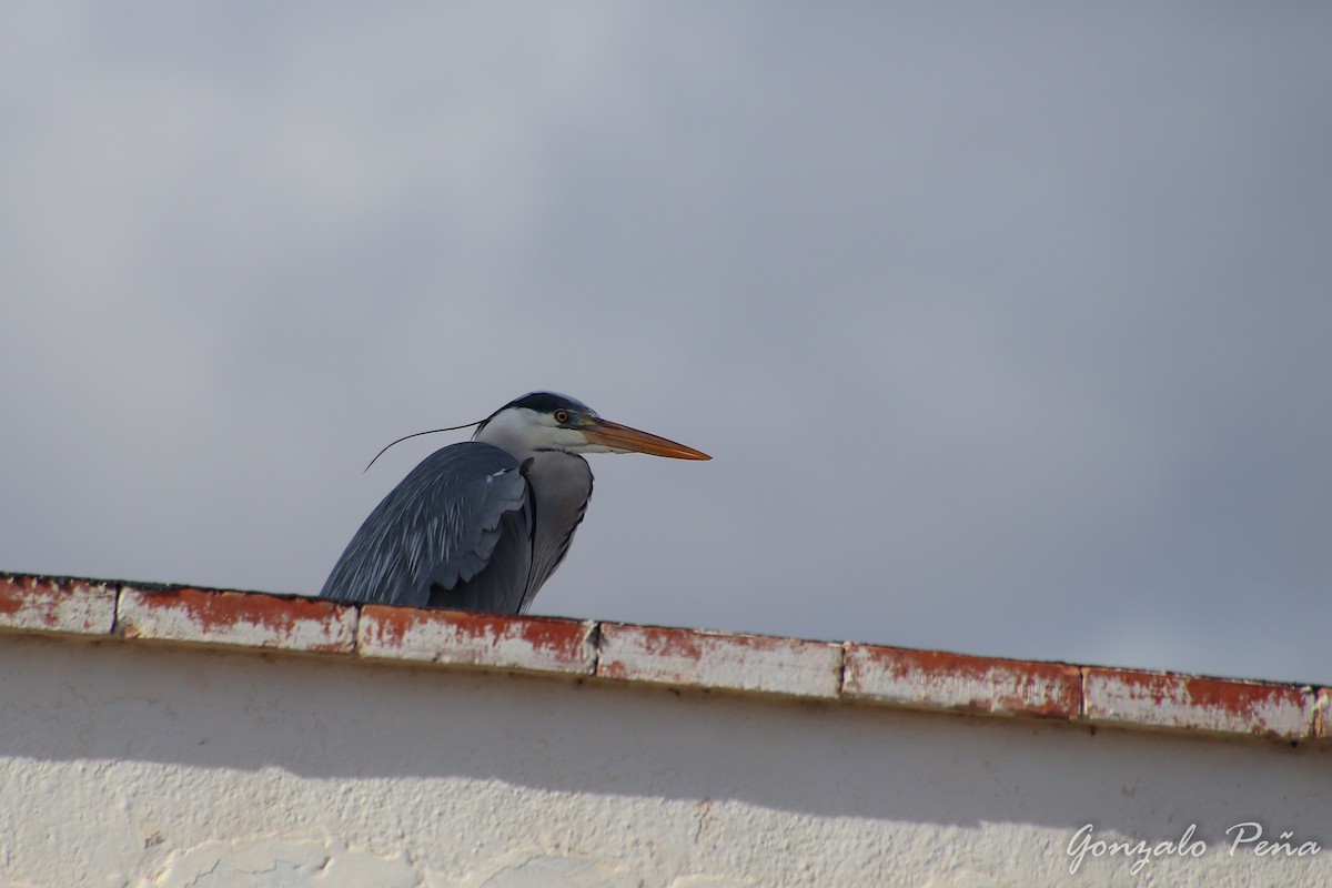 Gray Heron - ML615872611