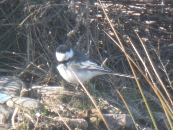 White Wagtail (British) - ML615872622