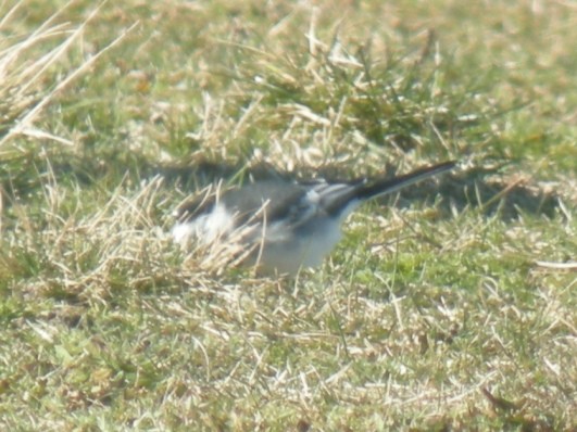 White Wagtail (British) - Antony Faure