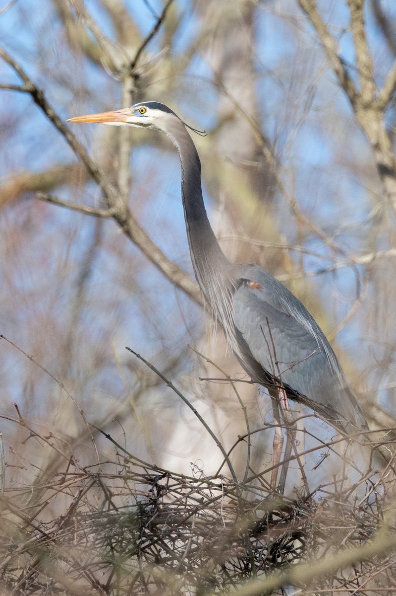 Great Blue Heron - ML615872627