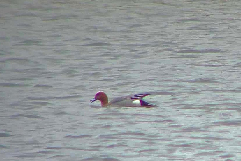 Eurasian Wigeon - ML615872659