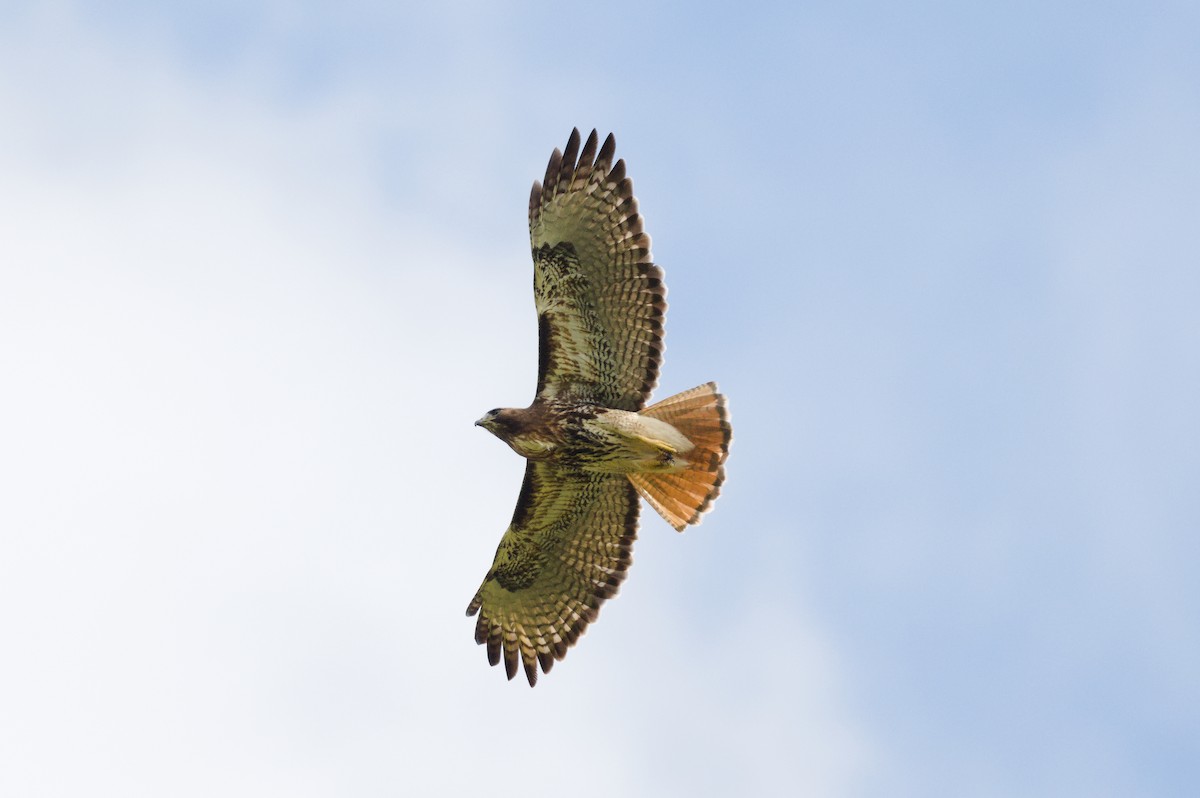 Red-tailed Hawk (solitudinis) - ML615872678