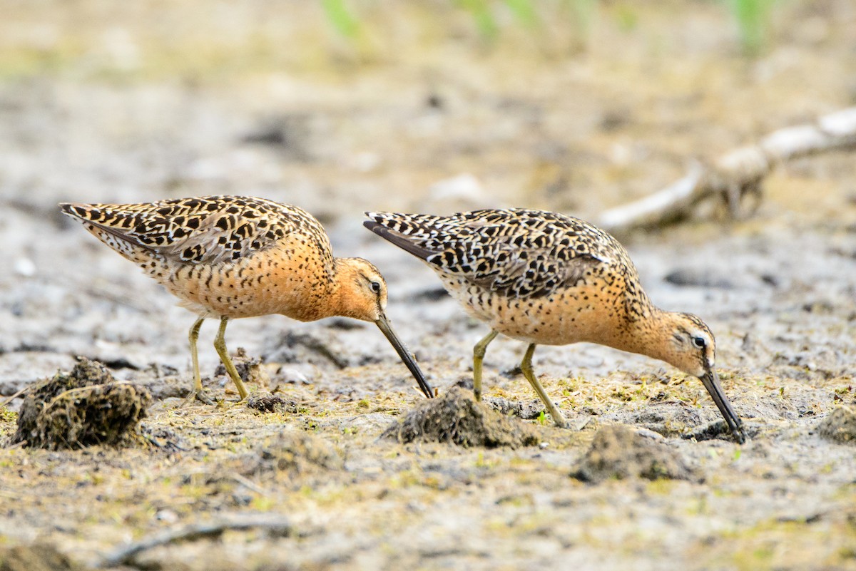 Short-billed Dowitcher - ML615872706