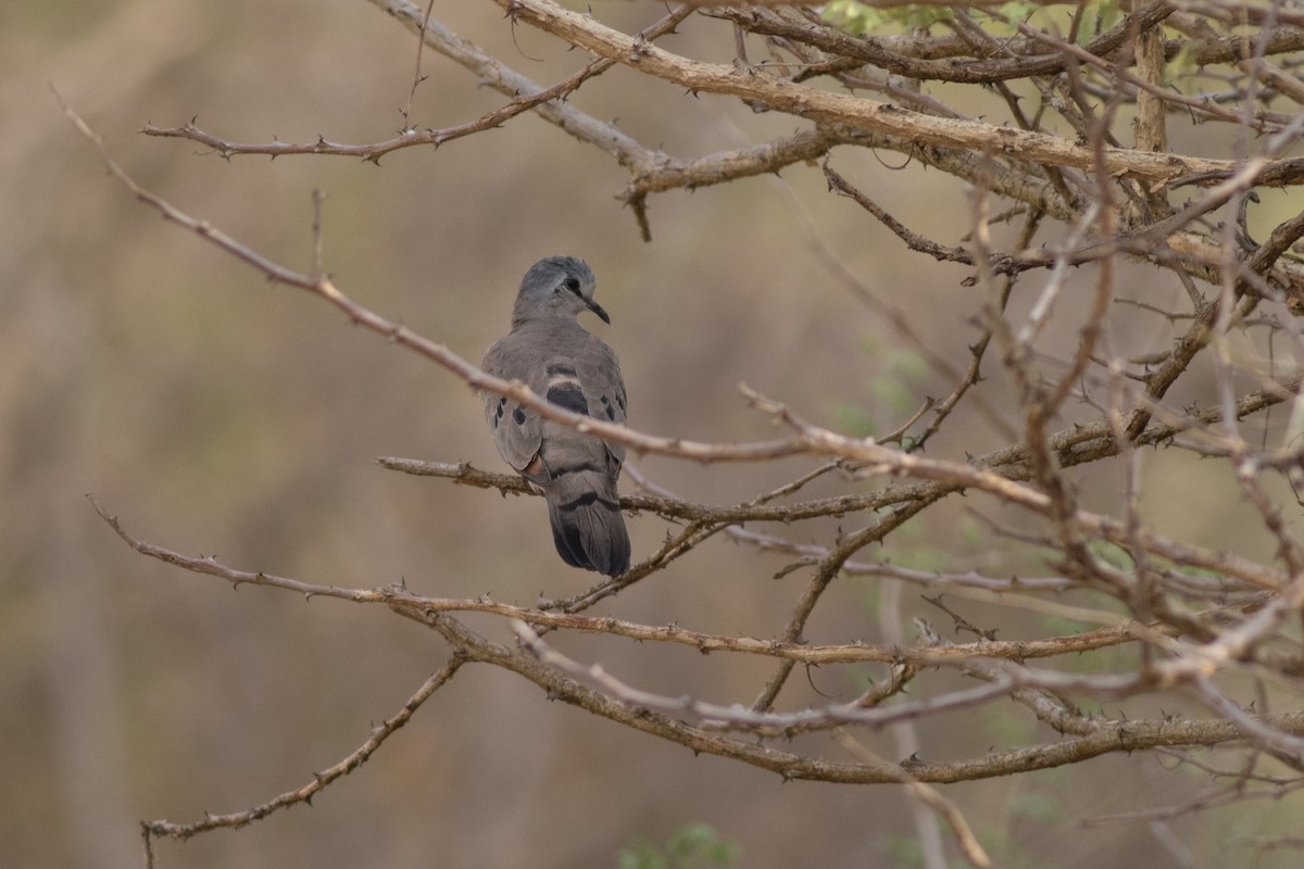 Black-billed Wood-Dove - Andreas Boe