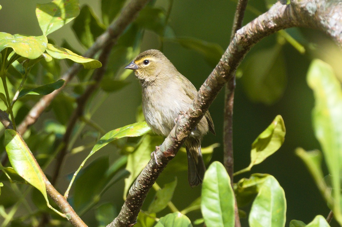 Yellow-faced Grassquit - Richard Gray