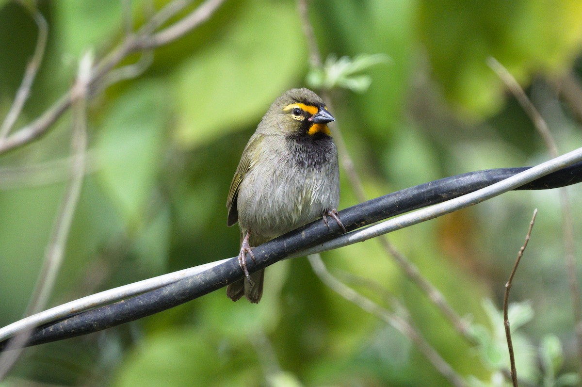 Yellow-faced Grassquit - Richard Gray