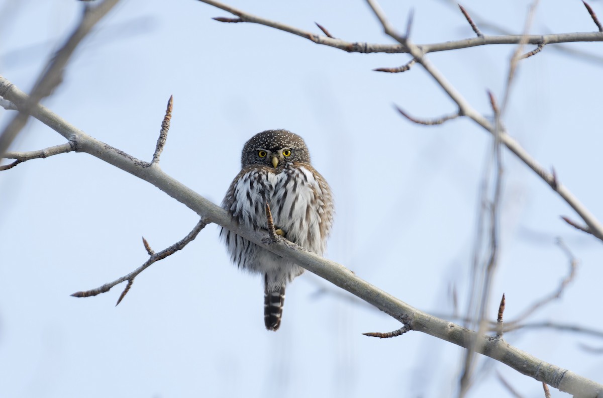 Northern Pygmy-Owl - ML615872759