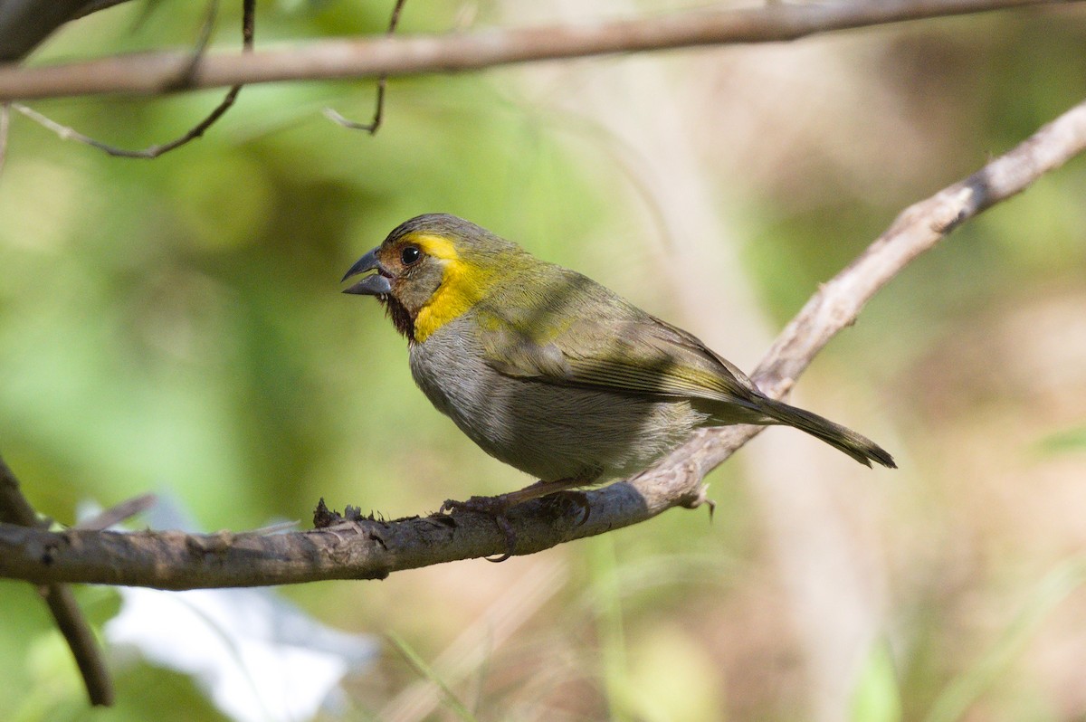 Cuban Grassquit - Richard Gray