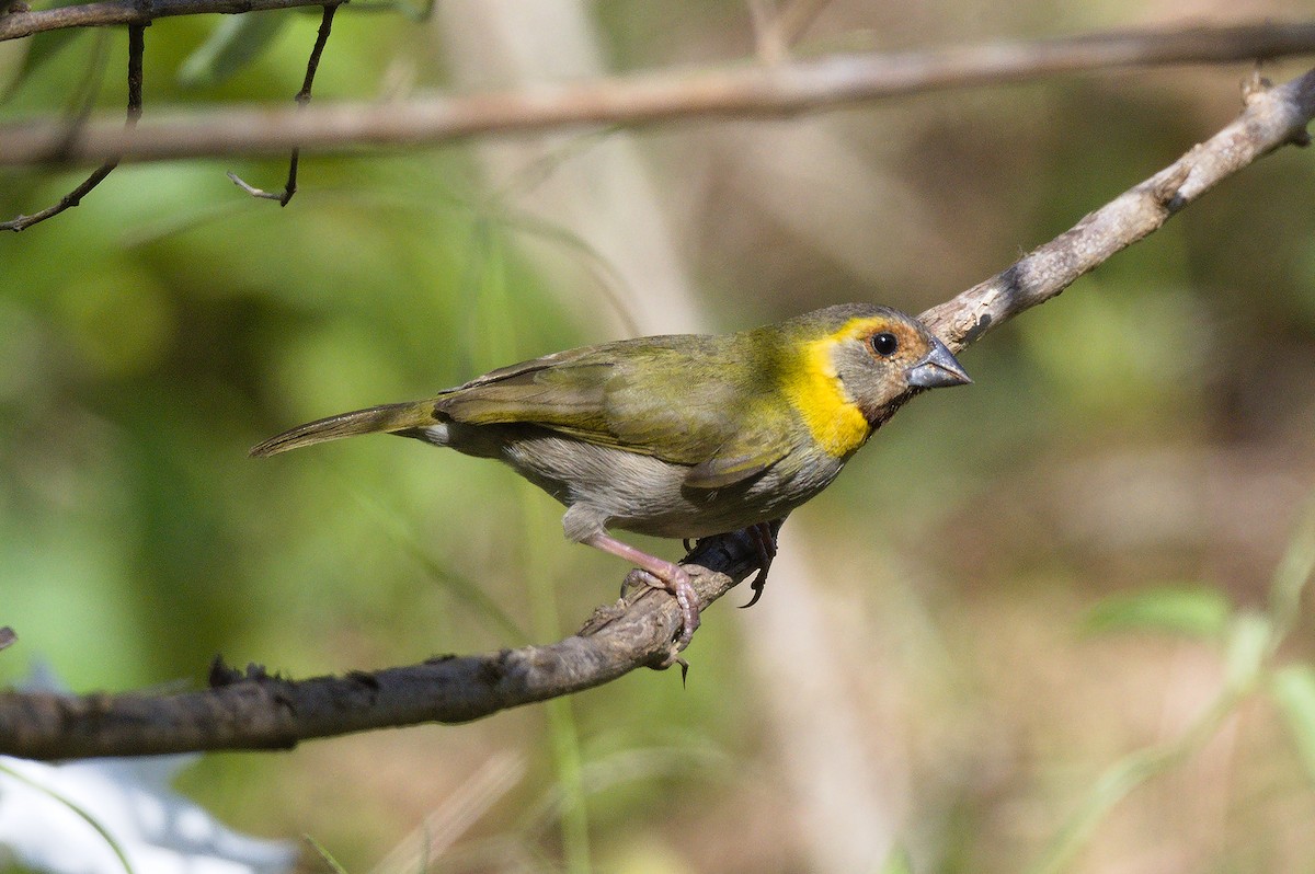 Cuban Grassquit - ML615872777