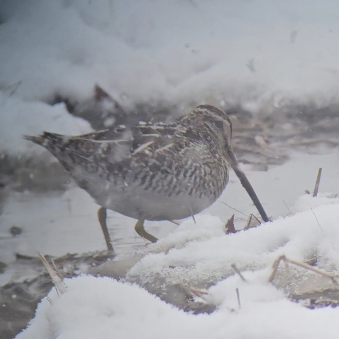 Wilson's Snipe - ML615872784