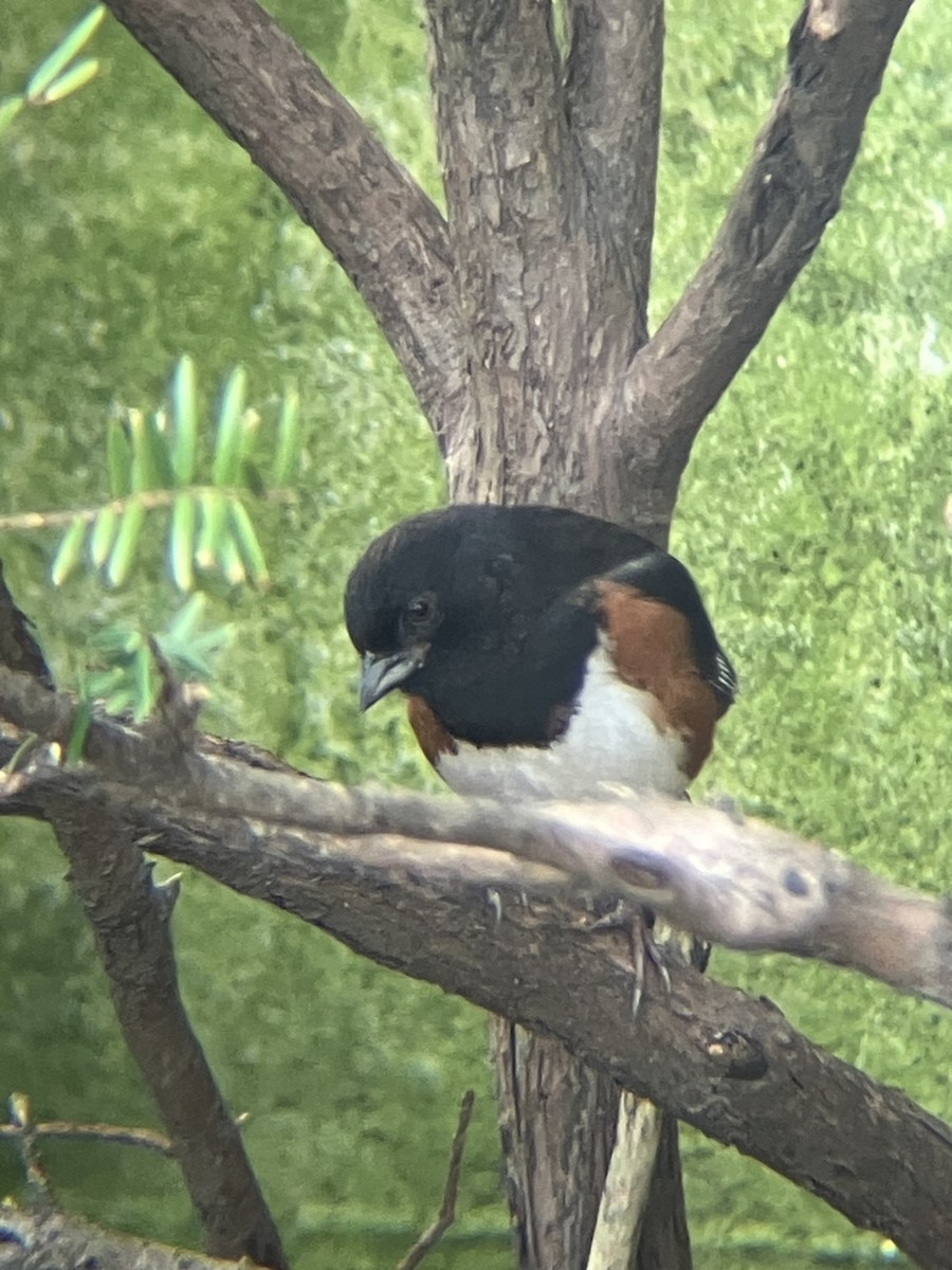 Eastern Towhee - ML615872793