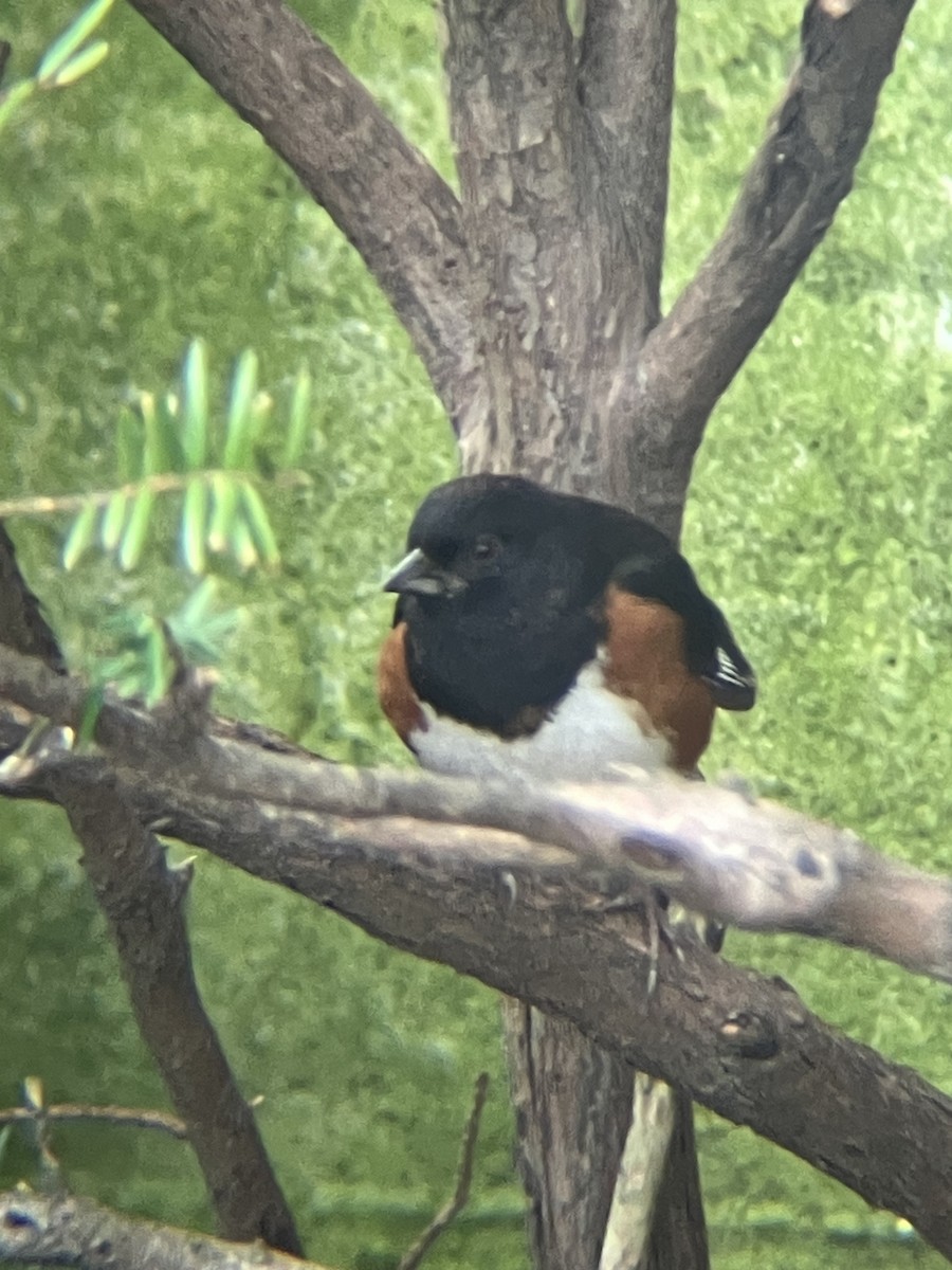 Eastern Towhee - ML615872794