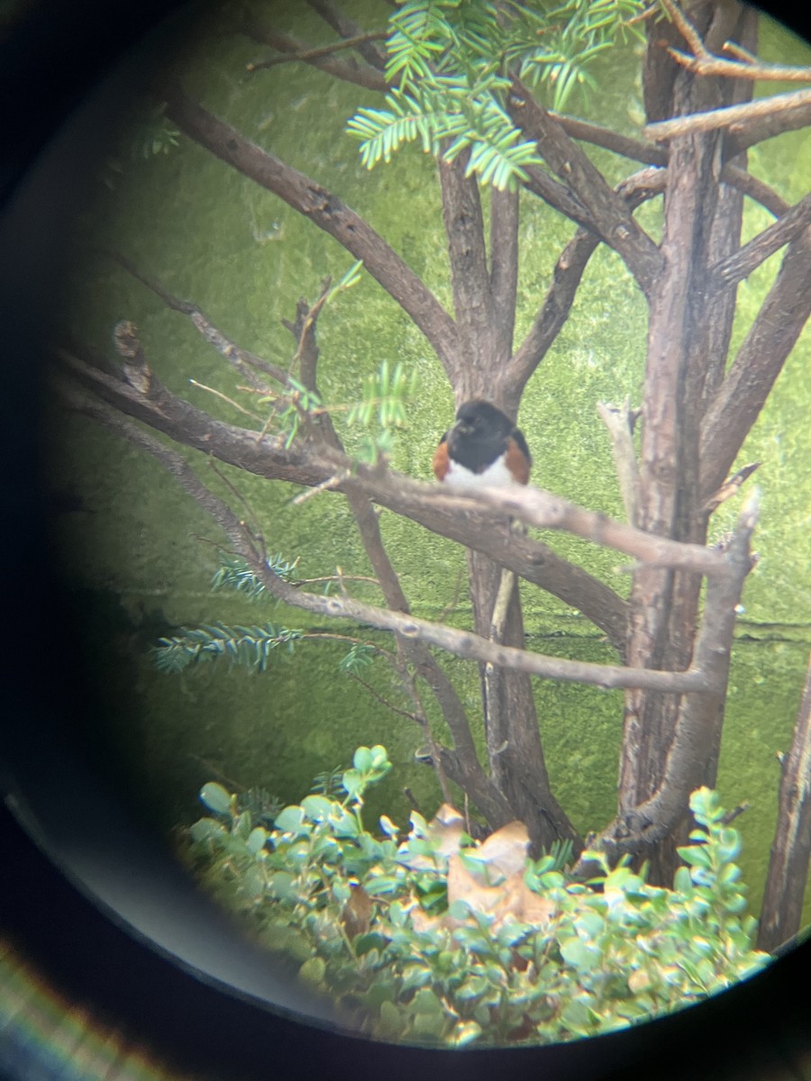 Eastern Towhee - ML615872795