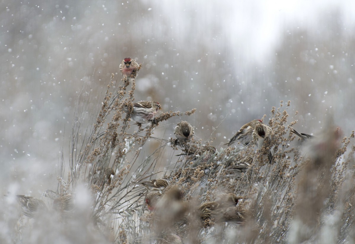 Common Redpoll - ML615872871