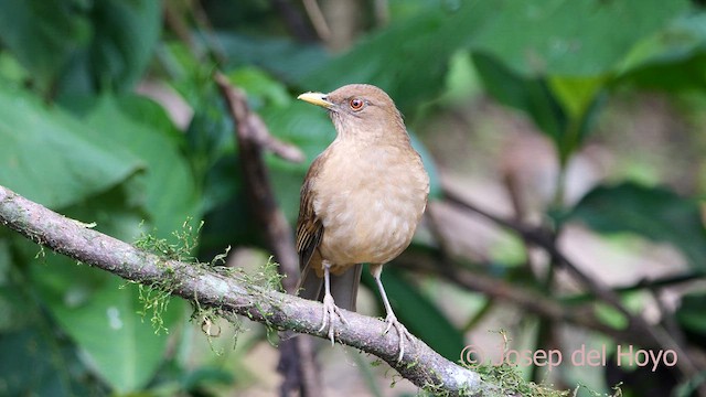 Clay-colored Thrush - ML615872888