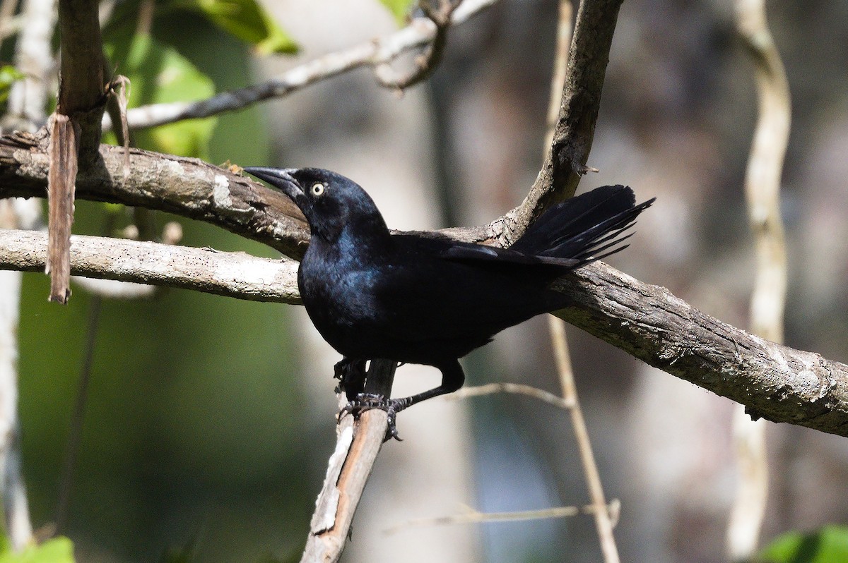 Greater Antillean Grackle - ML615872890