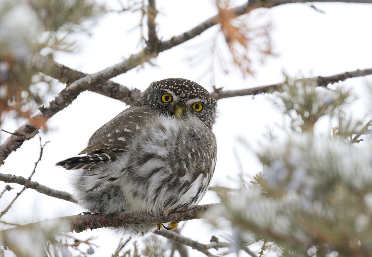 Northern Pygmy-Owl - ML615872931