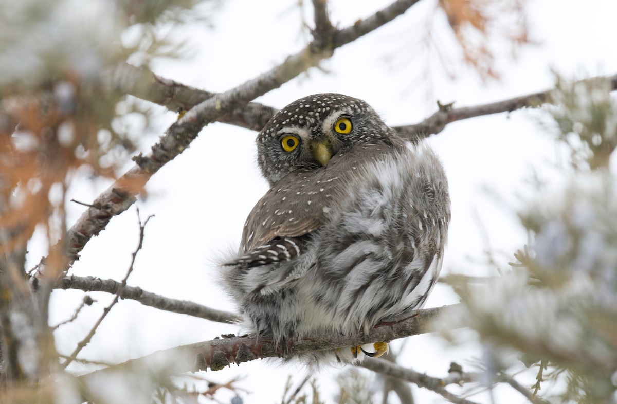 Northern Pygmy-Owl - ML615872932