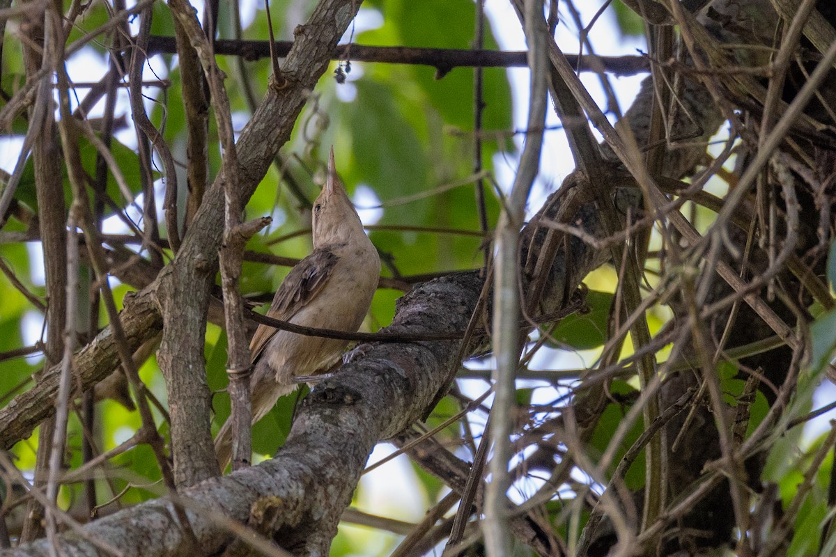 Thrush-like Wren - Charlie Bostwick