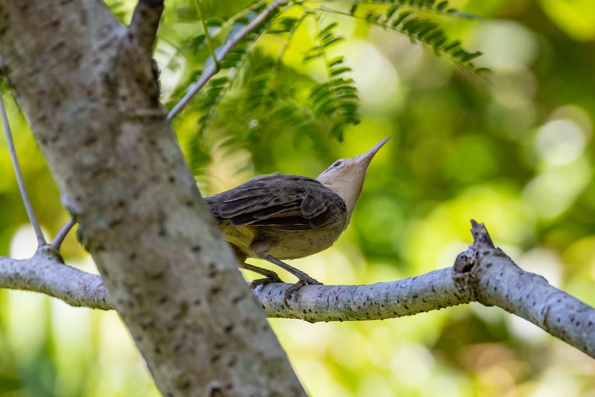 Thrush-like Wren - Charlie Bostwick