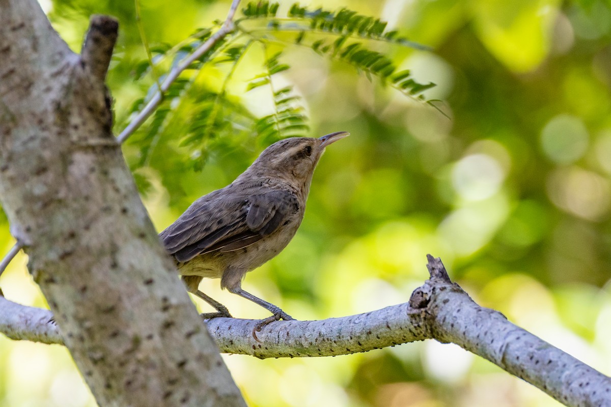 Thrush-like Wren - Charlie Bostwick