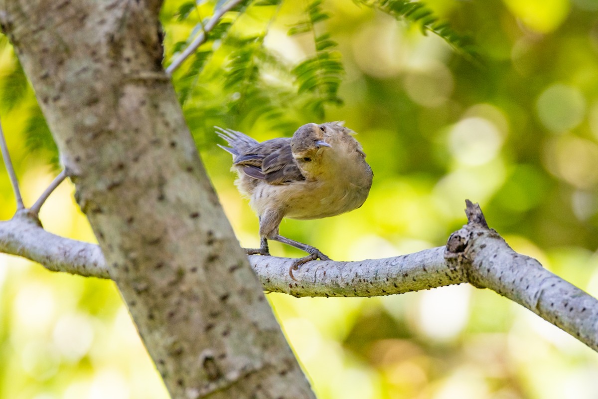 Thrush-like Wren - Charlie Bostwick