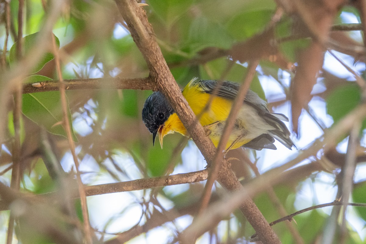 Tropical Parula - ML615872965