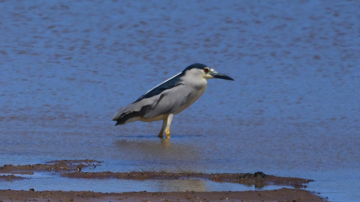 אנפת לילה - ML615873023