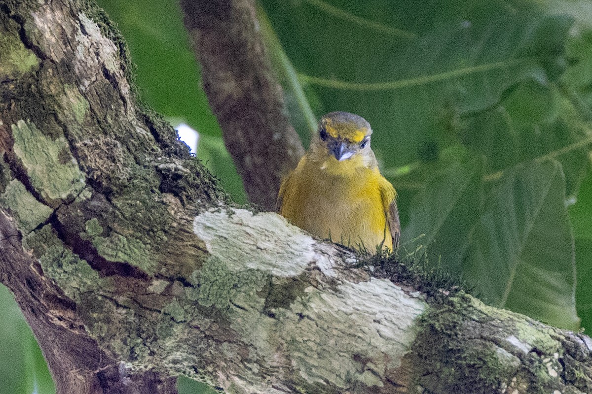 Purple-throated Euphonia - Charlie Bostwick