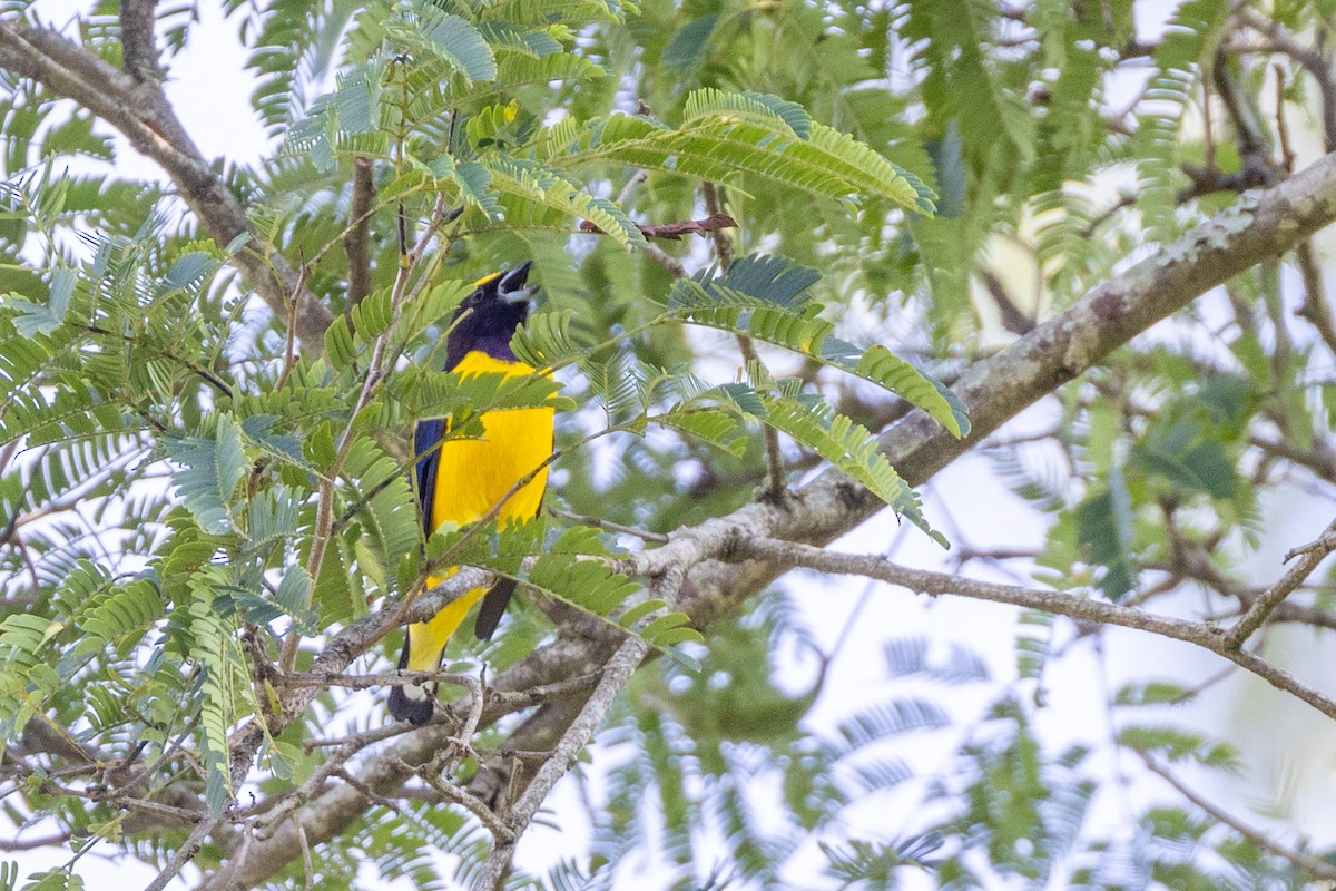 Purple-throated Euphonia - ML615873036