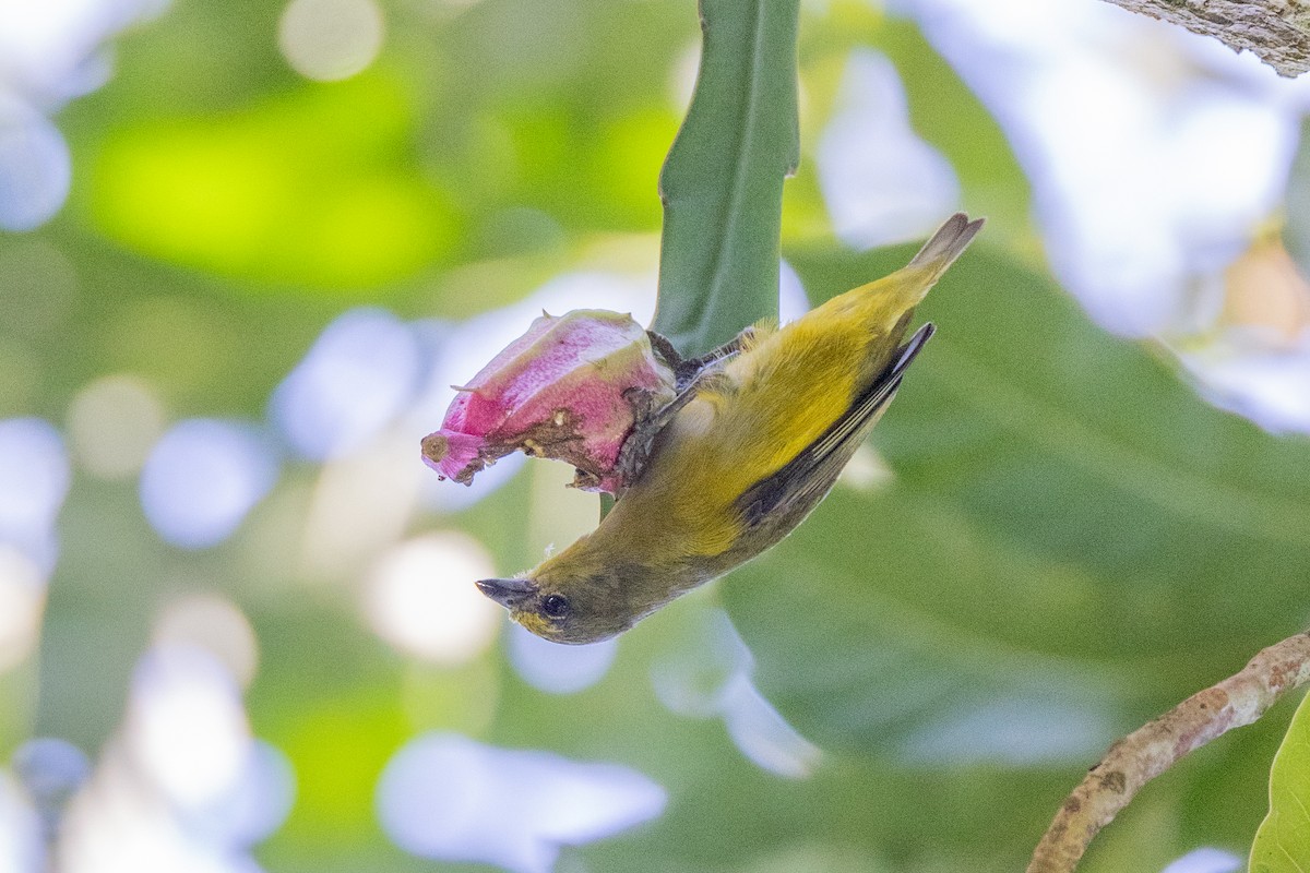 Purple-throated Euphonia - ML615873039