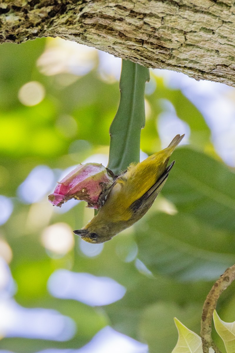 Purple-throated Euphonia - ML615873040