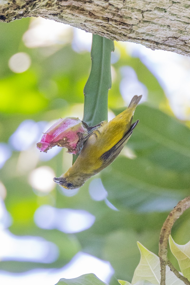 Purple-throated Euphonia - ML615873041