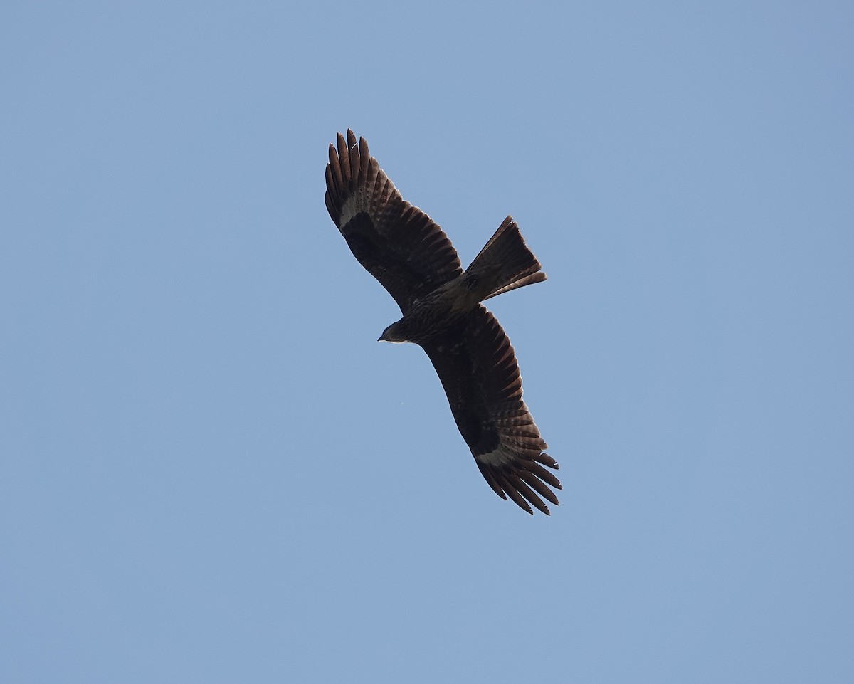 Black Kite - ML615873052