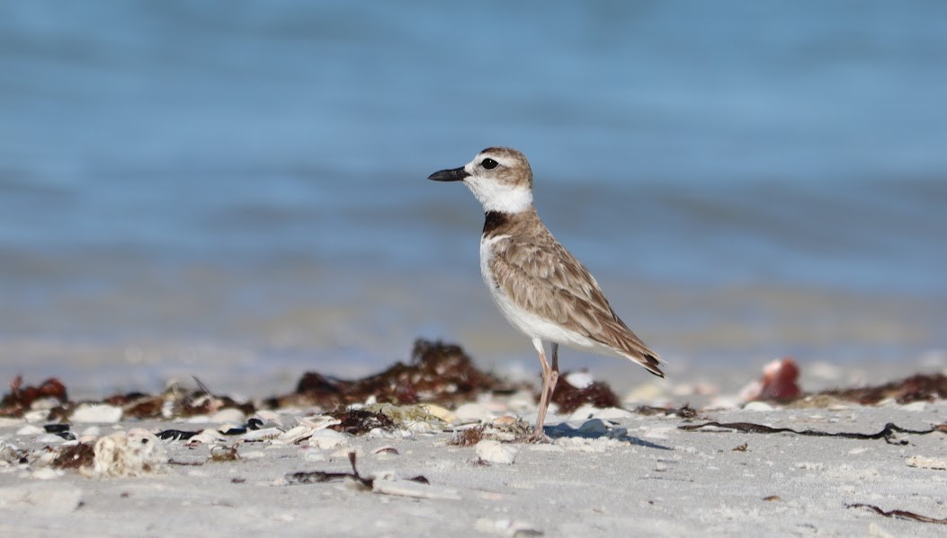 Wilson's Plover - Quinn Nial